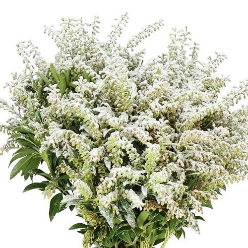 PIERIS JAPONICA DYED SNOW