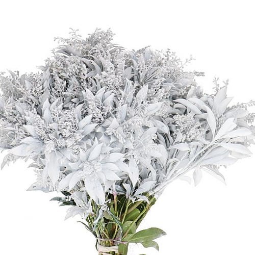 PIERIS JAPONICA DYED WHITE