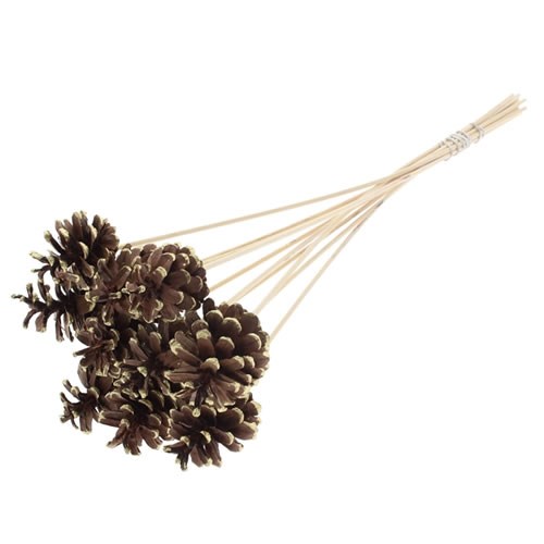 PINE CONE PICKS GOLD TIPPED 50cm Wholesale Dutch Flowers & Florist