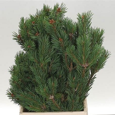 PINUS MUGO