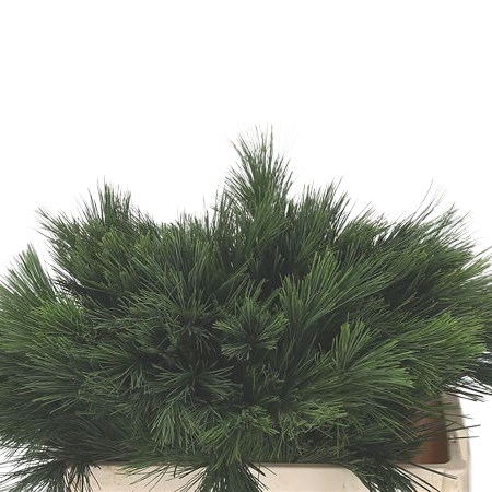 PINUS STROBUS