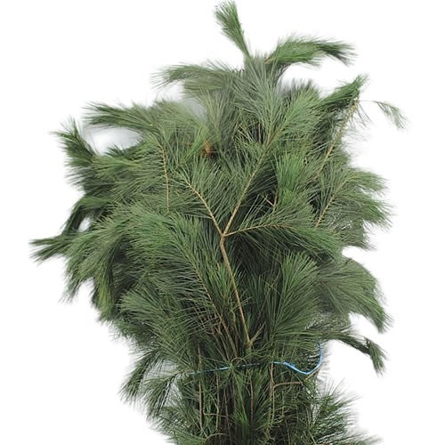 PINUS STROBUS (APPROX. 5Kg)