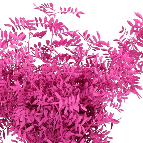 PISTACHE DYED CERISE