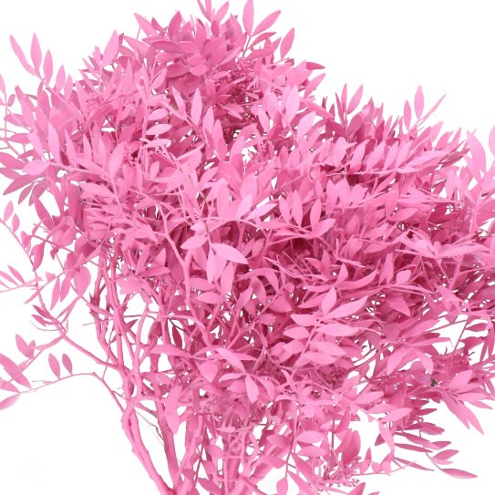 PISTACHE DYED PINK