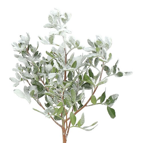 PISTACHE WITH SNOW EFFECT