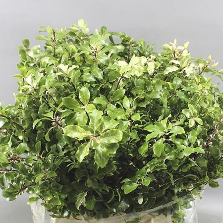 PITTOSPORUM NEVATO