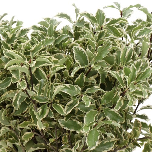 PITTOSPORUM NIGRA