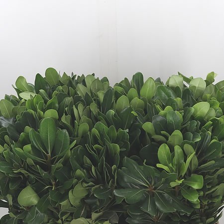 PITTOSPORUM NURIT