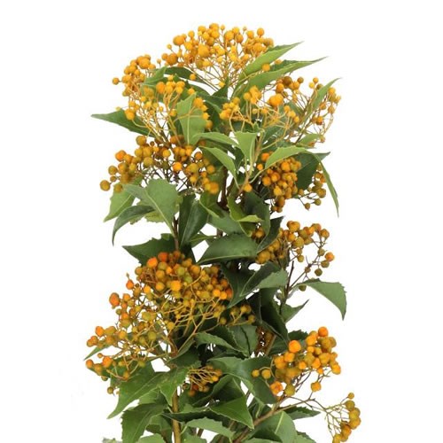 PITTOSPORUM ROMBIFOGLIA
