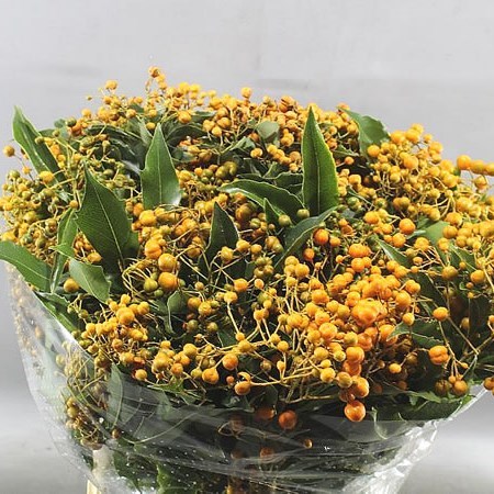 PITTOSPORUM ROMBIFOGLIA