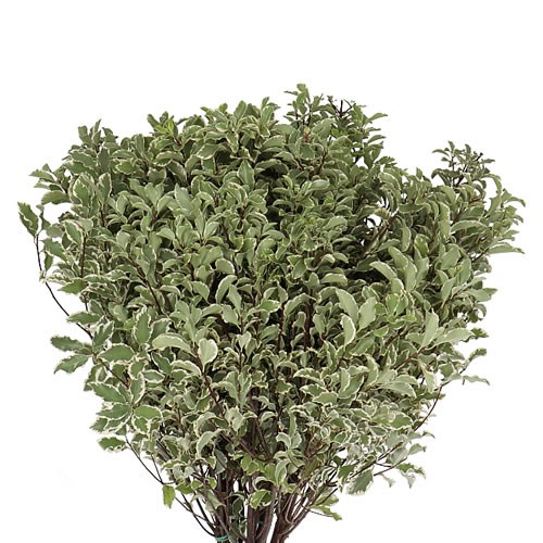 PITTOSPORUM SILVER NIGRA