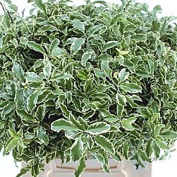 PITTOSPORUM SILVER QUEEN