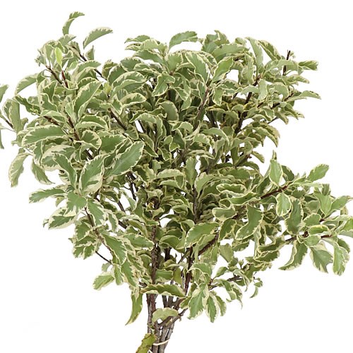 PITTOSPORUM SILVER QUEEN