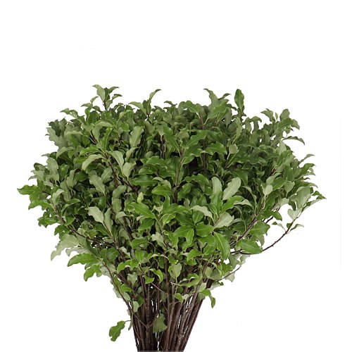 PITTOSPORUM TENUIFOLIA GREEN