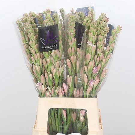 POLIANTHES PINK SAPPHIRE