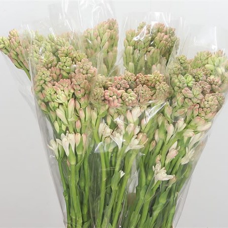 POLIANTHES TUBEROSA