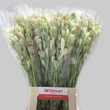 POLIANTHES TUBEROSA