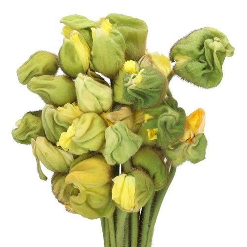 POPPY BUSSANA CREAM