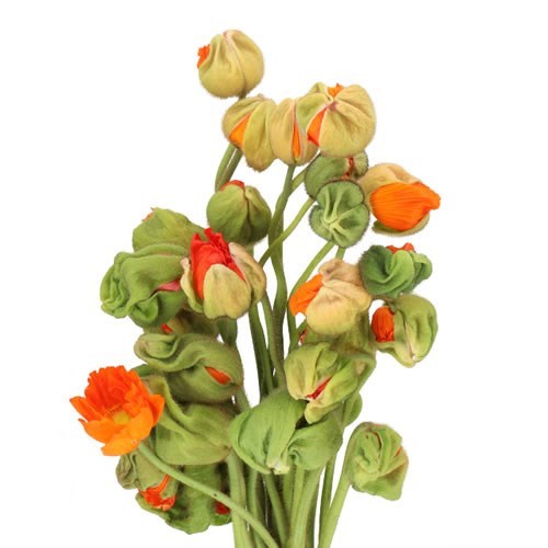 POPPY BUSSANA DARK ORANGE