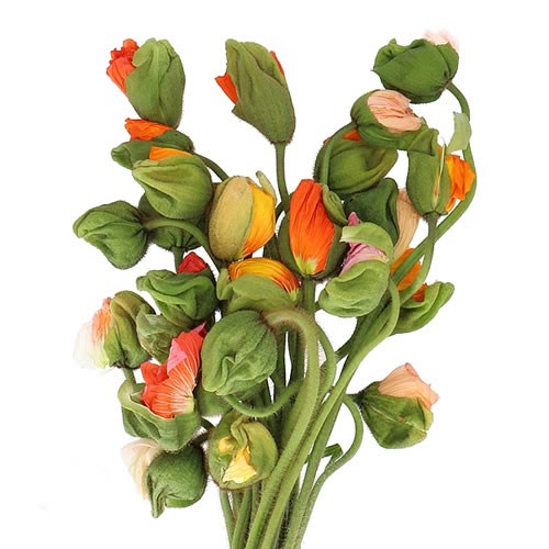 POPPY BUSSANA MIX