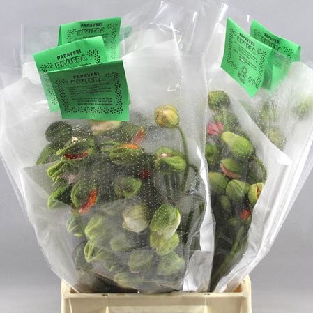 POPPY BUSSANA MIX