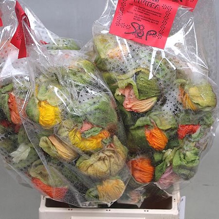 POPPY BUSSANA MIX (SUPER)