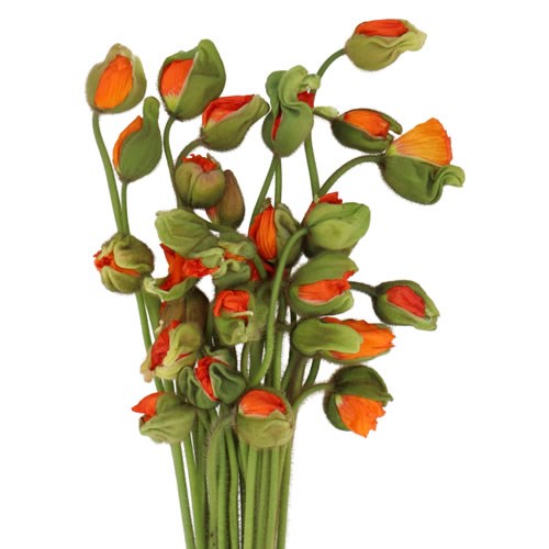POPPY BUSSANA ORANGE (EXTRA)