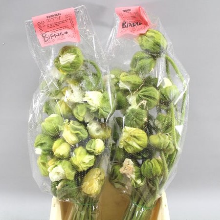 POPPY BUSSANA WHITE (EXTRA)