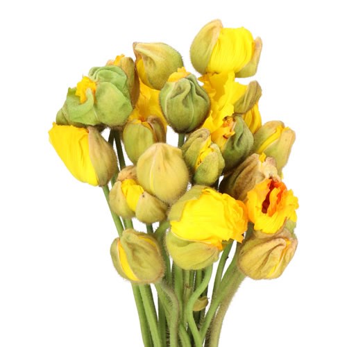 POPPY BUSSANA YELLOW