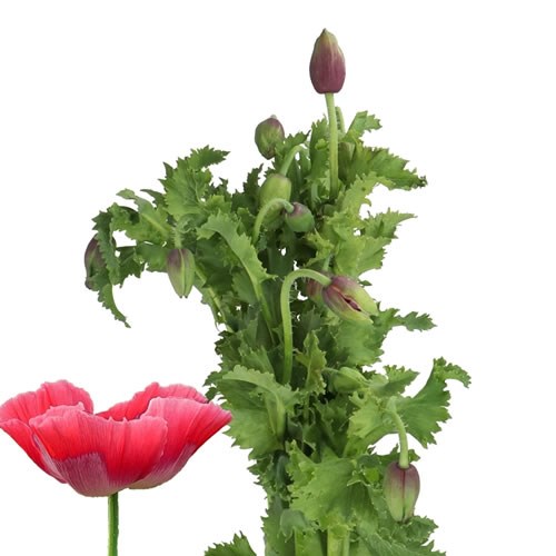 POPPY FLOWERING