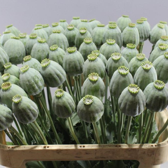 Poppy head discount