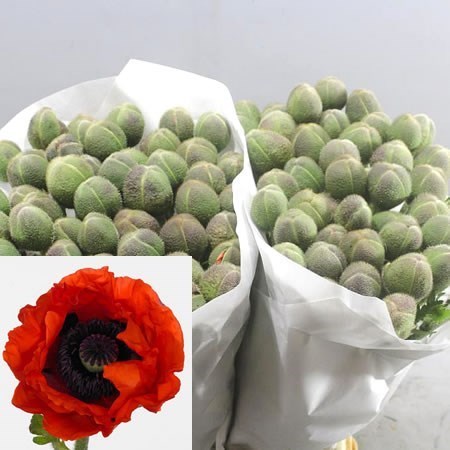 POPPY RED STAR