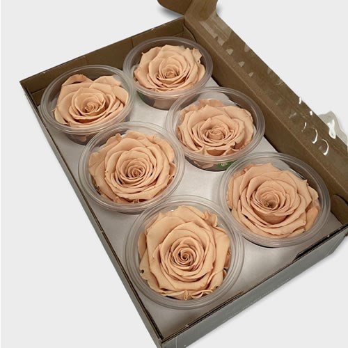 Luxury One Year Preserved Roses Toffee Preserved Rose Heads UK