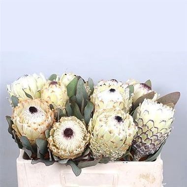 PROTEA BARBIGERA ICE QUEEN