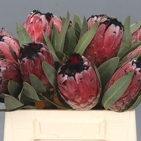 PROTEA BLACK BEAUTY