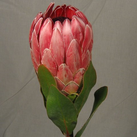 PROTEA CARDINAL