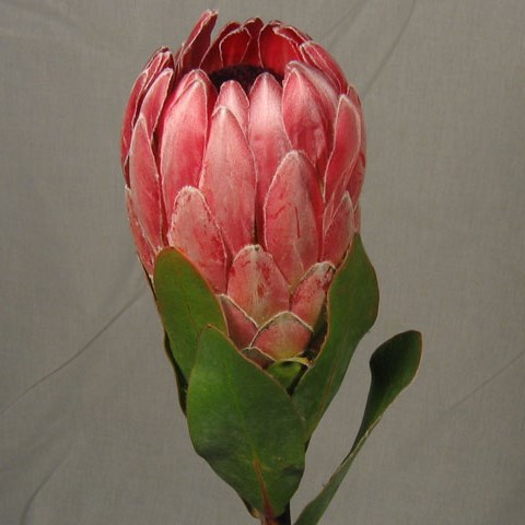 PROTEA CARDINAL