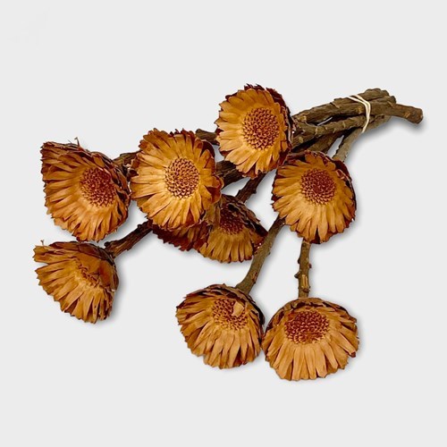 Protea Compacta Natural (Dried)