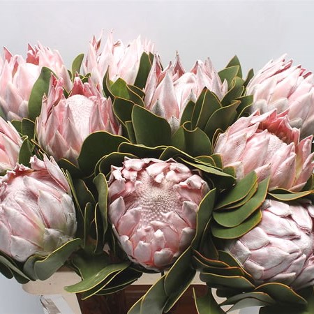 PROTEA CYNAROIDES