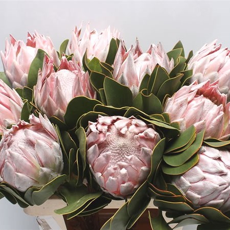PROTEA CYNAROIDES