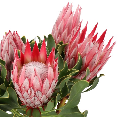 PROTEA CYNAROIDES CLARE (KING)