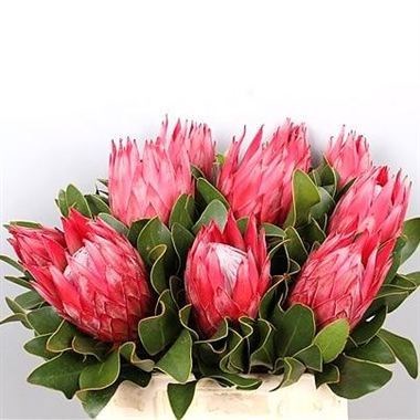 PROTEA CYNAROIDES MADIBA