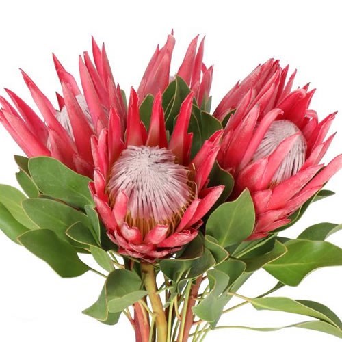 FIORE ARTIFICIALE PROTEA Cynaroides per Espositore Tavolo Elegante per