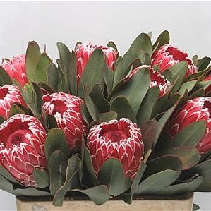 PROTEA EMPRESS
