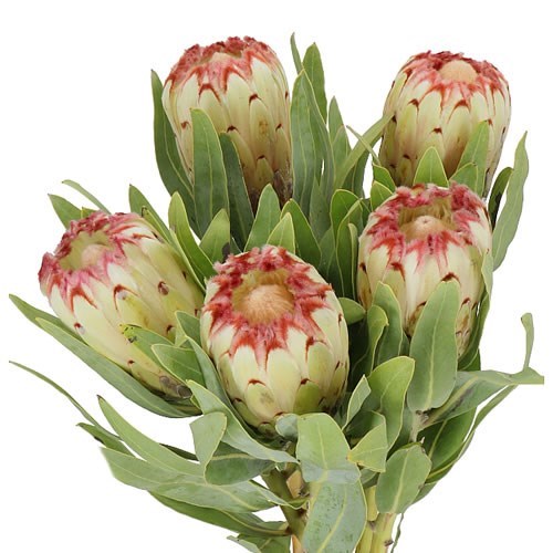 PROTEA ESMEE