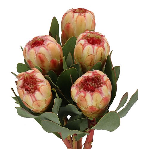 PROTEA GRANDICOLOR