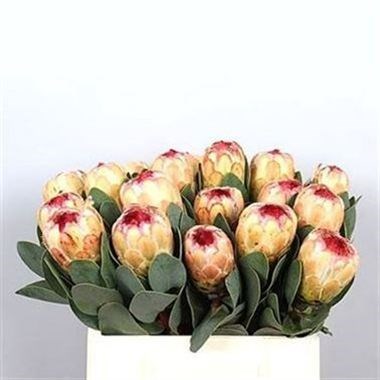 PROTEA GRANDICOLOR