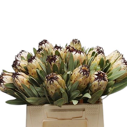 PROTEA LADY PEARL