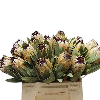 PROTEA LADY PEARL
