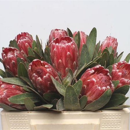PROTEA LANCELOT